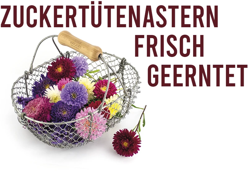 Astern frisch geerntet in Mini-Drahtkorb