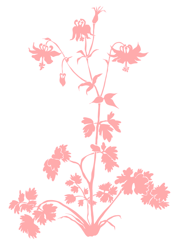 Akelei Vorlage Animation