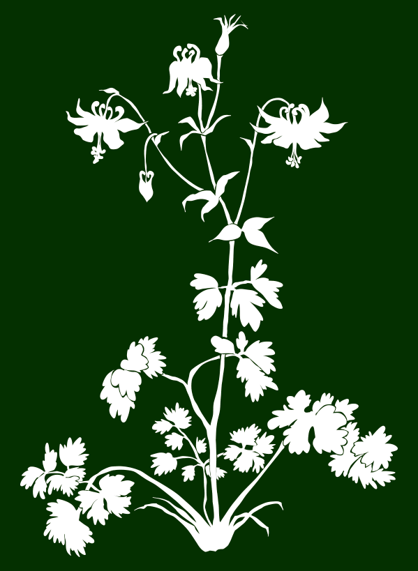 Akelei dunkelgrüner Hintergrund